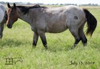 WYO One Sock's 2018 Roan Filly -SOLD
